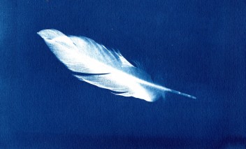 Białe ptasie pióro na niebieskim tle. 