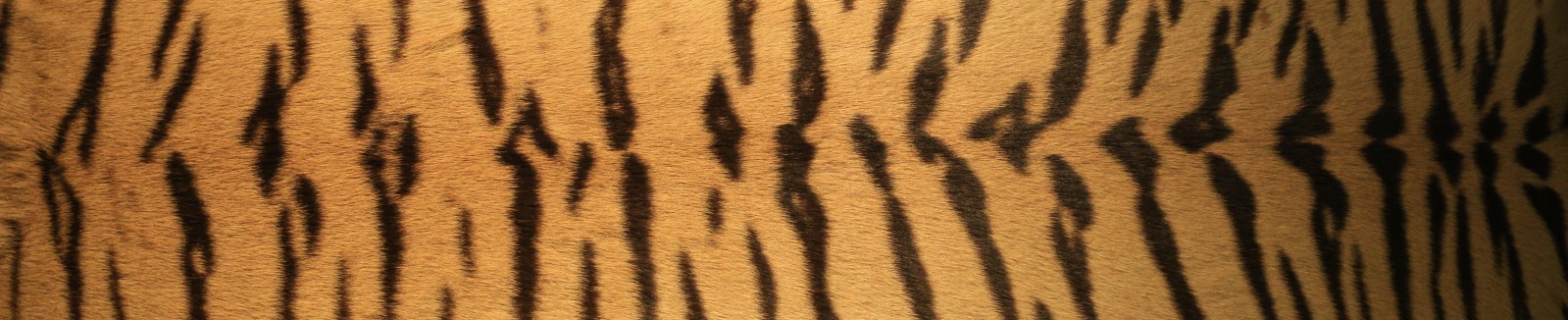 Fragment skóry dzikiego zwierzęcia w paski. 