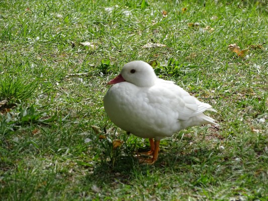 Biała kaczka mandarynka
