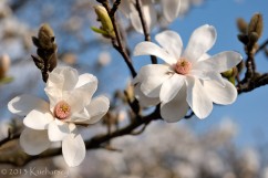 Magnolia japońska