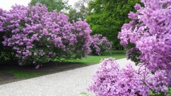 Common lilac 