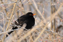 Common blackbird 