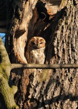 Tawny owl 