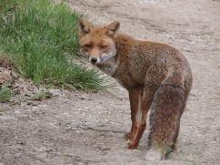 Rex fox 