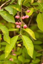 Common spindle 