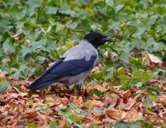 Hooded crow 