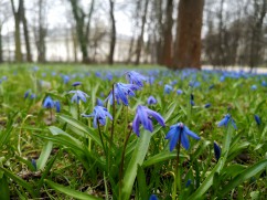 Siberian squill 