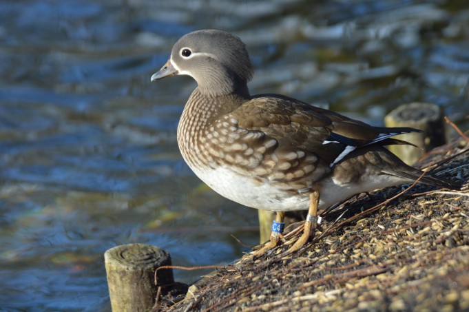 Kaczka stojąca nad brzegiem stawu. 