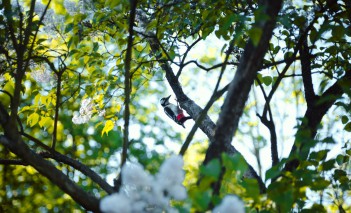 Ptak siedzący na pniu drzewa.