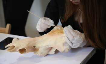 Widok dłoni kobiety czyszczącej pędzelkiem zwierzęcą czaskę. 
