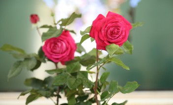 Dwie róże o różowo-fioletowej barwie.