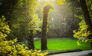 Climate change and the trees at the Royal Łazienki