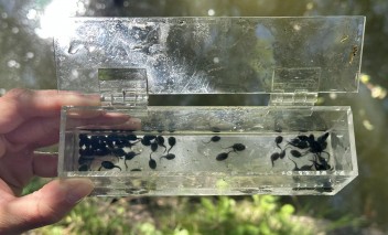 The BioBlitz nature project in the Royal Łazienki