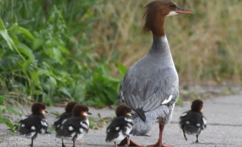 Wiosenne wędrówki nurogęsi