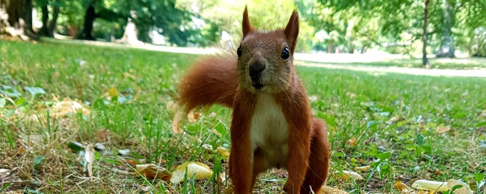 Wiewiórka w łazienkowskich ogrodach.