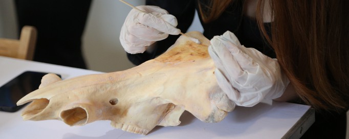 Widok dłoni kobiety czyszczącej pędzelkiem zwierzęcą czaskę.