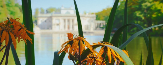 W tle Pałac na Wyspie nocą, w otoczniu wody i zeleni. Na pierwszym planie widać rosnące pomarańczowe kwiaty.
