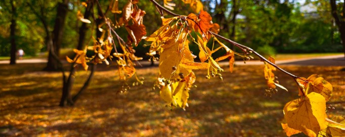 Ogrody Łazienek Królewskich.