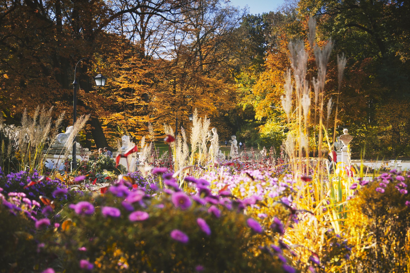 Łazienkowski ogród jesienią: widoczne są filetowe kwiaty, trawy i drzewa o żółtych liściach.