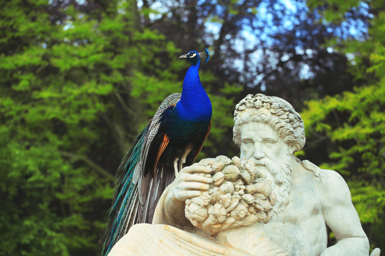 Rzeźba będąca personifikacją rzeki Bug, przedstawiająca starego mężczyznę z wieńcem na głowie. Na rzeźbie siedzi błękitny paw..