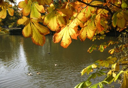 Staw z pływającymi w nim kaczkami. Staw otaczają drzewa z żółtymi liśćmi. 