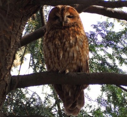 Sowa siedząca na gałęzi.