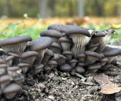 Ciemne grzyby rosnące w kupce.