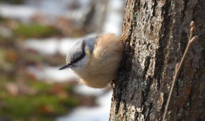 Mały ptak siedzący na drzewie. 