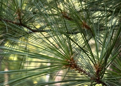 Gałąź drzewa iglastego.