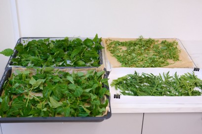 Suszone zioła leżące w czterech białych pojemnikach.