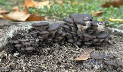 Ciemne grzyby rosnące w kupce.