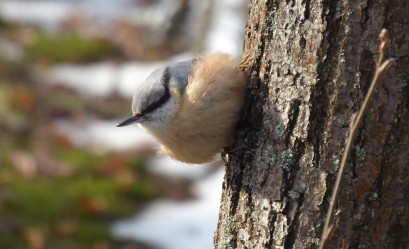 Mały ptak siedzący na drzewie. 
