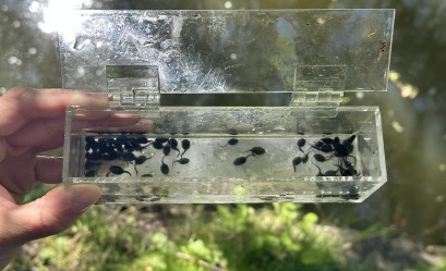 Kijanki ropuchy szarej w szklanym pojemniku trzymanym ludzką ręką nad wodą. 