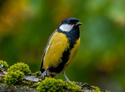 Kolorowy ptak siedzący na gałęzi drzewa, porośniętej mchem. 