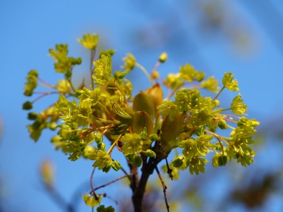 Żółty kwiat o drobnych kwiatkach na tle niebieskiego nieba. 