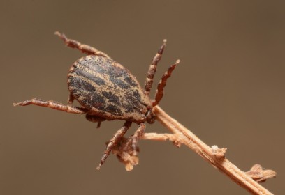 Pajęczak siedzący na gałązce.