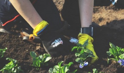 Widoczne są ręce w rękawiczkach, które sadzą sadzonki kwiatów w ziemi. 