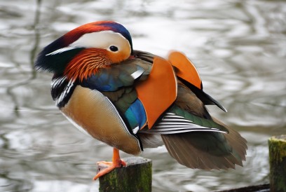 Kolorowa kaczka siedząca na płocie nad wodą. 