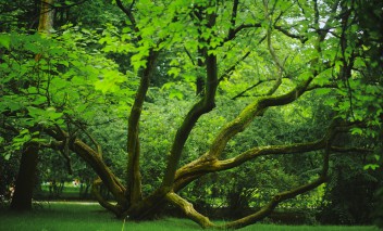 Ogrody Łazienek Królewskich latem. Widoczne są duże, zielone drzewa. 