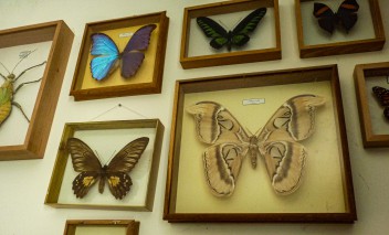 Kolorowe motyle wiszące w szklanych gablotach na ścianie.