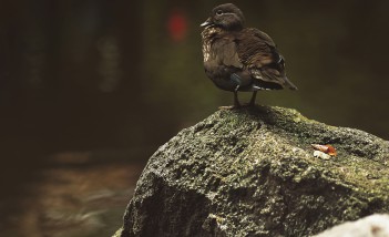 Ptak siedzący na kamieniu.