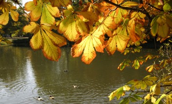 Staw z pływającymi w nim kaczkami. Staw otaczają drzewa z żółtymi liśćmi.