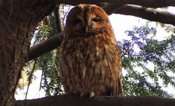 Sowa siedząca na gałęzi.