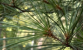 Gałąź drzewa iglastego.