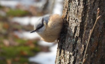 Mały ptak siedzący na drzewie.