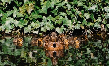 Kaczka i pisklęta pływają w wodzie przy brzegu porośniętym bluszczem.
