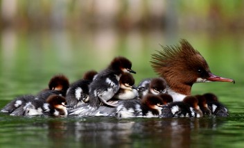 Kaczka z małymi kaczuszkami na grzbiecie płynie po wodzie. 