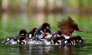 Kaczka z małymi kaczuszkami na grzbiecie płynie po wodzie. 