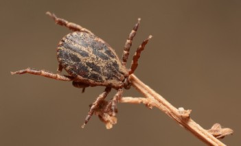 Pajęczak siedzący na gałązce.
