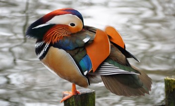 Kolorowa kaczka siedząca na płocie nad wodą.